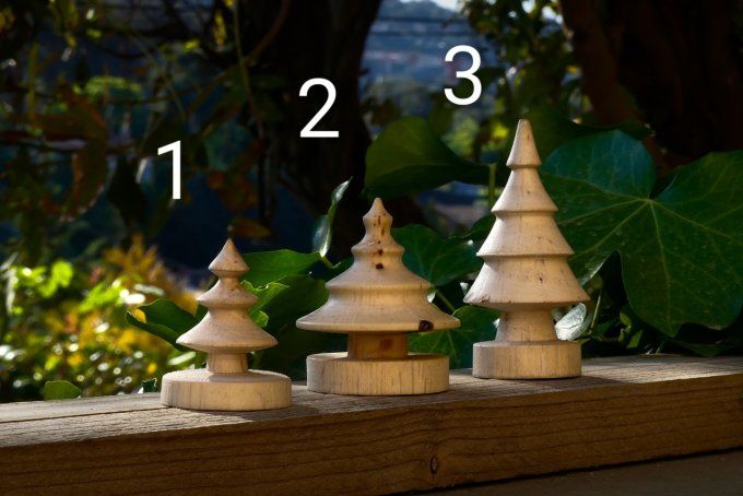 Sapin en Chêne vert 